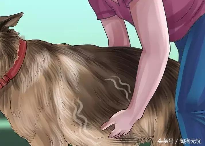 狗狗怀孕了你都不知道？先来学习狗狗怀孕知识吧！