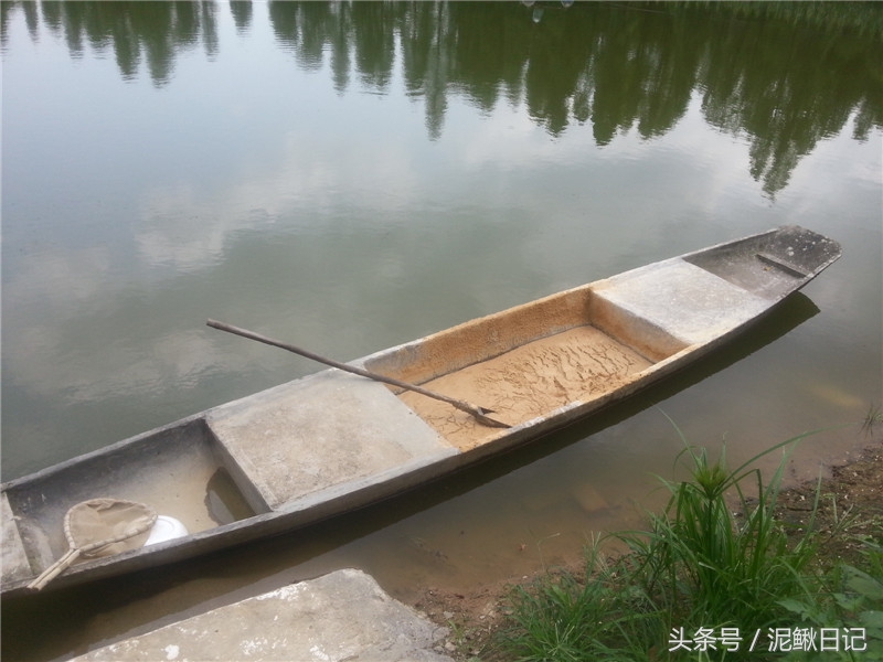 农村养泥鳅前景如何及方法,养泥鳅需要什么条件