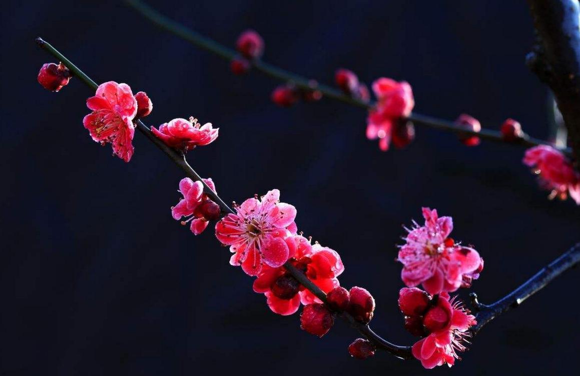 梅花情诗关于梅花古诗大全,历代咏梅花诗词大全