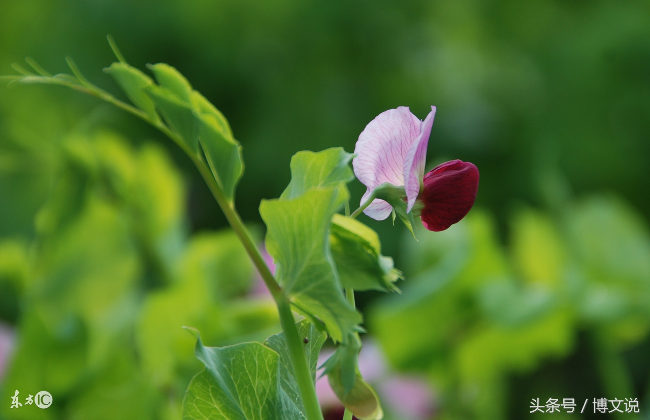 古诗人面桃花诗句,古诗人面桃花的诗句