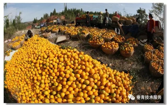 「热点」小户赚钱大户亏，为啥？省力化栽培是柑桔发展的趋势！