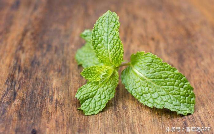 清凉薄荷中的薄荷,云南薄荷是哪种薄荷
