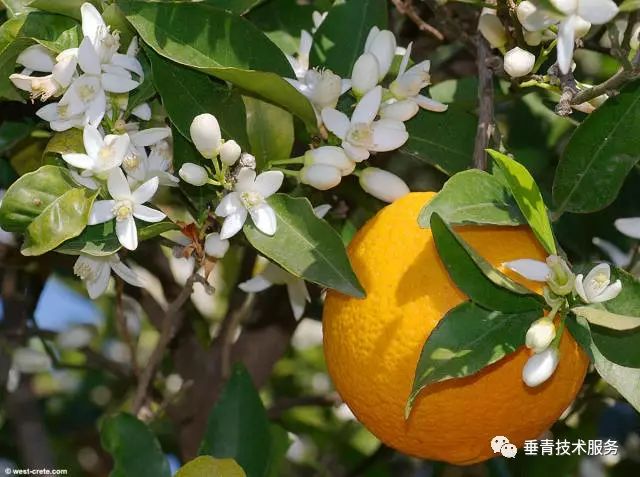 「热点」小户赚钱大户亏，为啥？省力化栽培是柑桔发展的趋势！