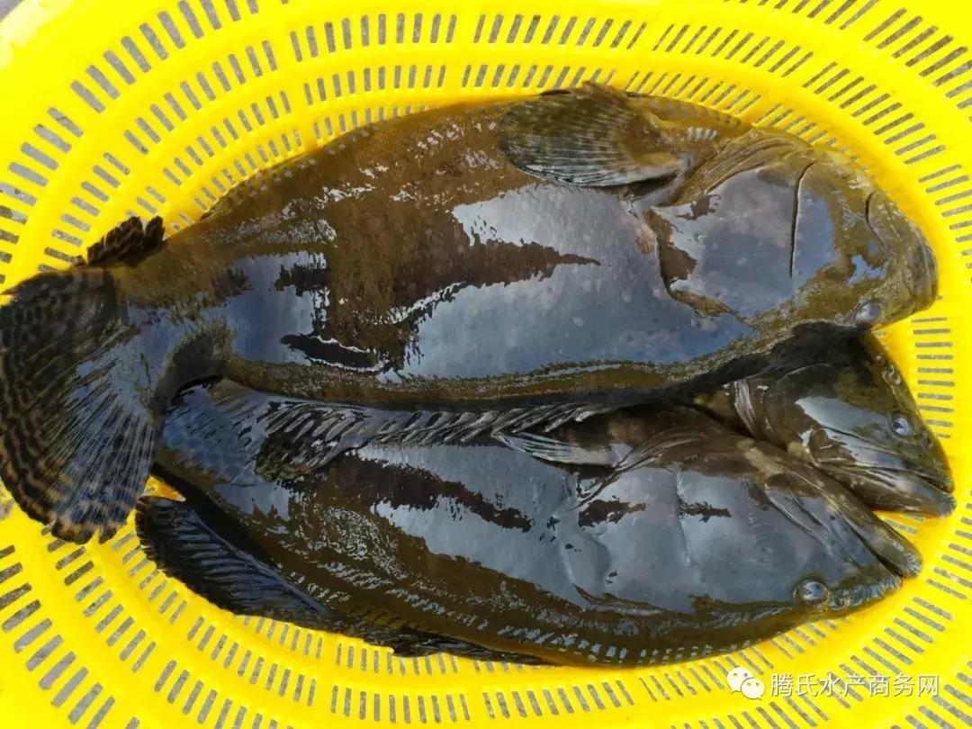 2023年后市石斑鱼走势,石斑鱼后市预测