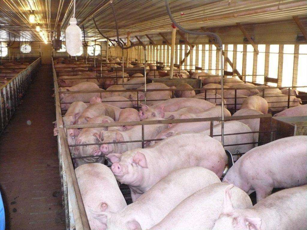 猪口蹄疫的最好的治疗方法是什么,猪得口蹄疫怎么治疗更有效