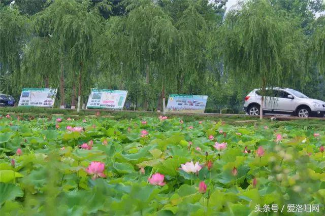 洛阳即将腾飞的县,2022年洛阳最发达的五个县