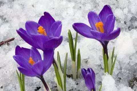 藏红花中医,藏红花吃了效果很不错