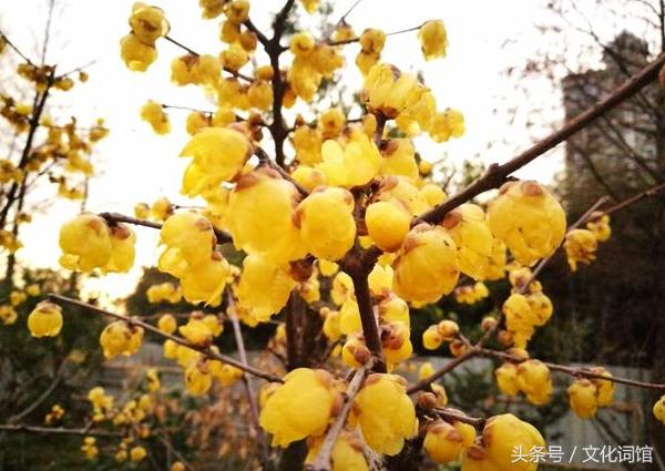 赞美腊梅的诗句,腊梅古诗有哪些