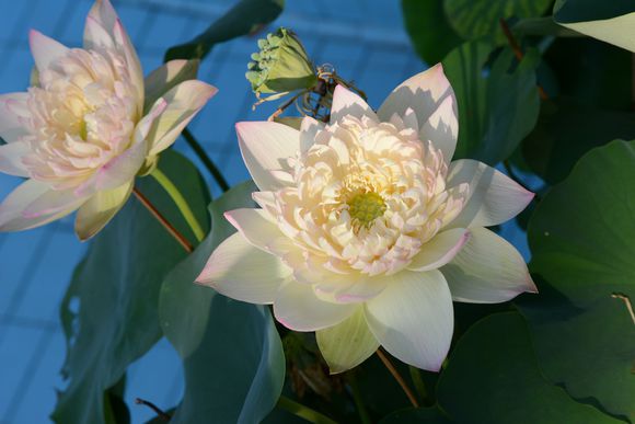 碗莲的正确种植方法和用什么肥,种植碗莲有机肥可以做底肥吗