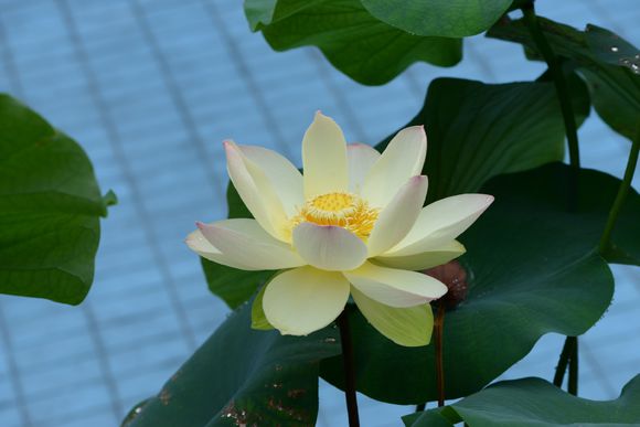 碗莲的正确种植方法和用什么肥,种植碗莲有机肥可以做底肥吗