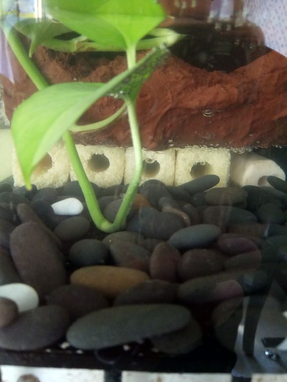 缸小养龟怎么造景,养龟小缸造景图片