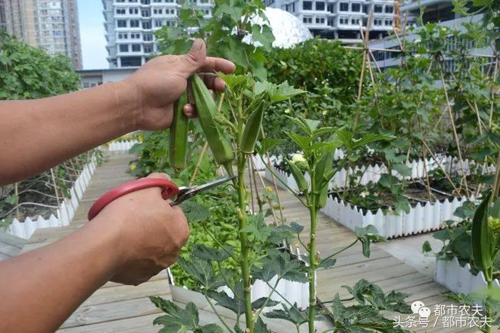 网红果蔬系列,网红蔬果脆真的好吃吗