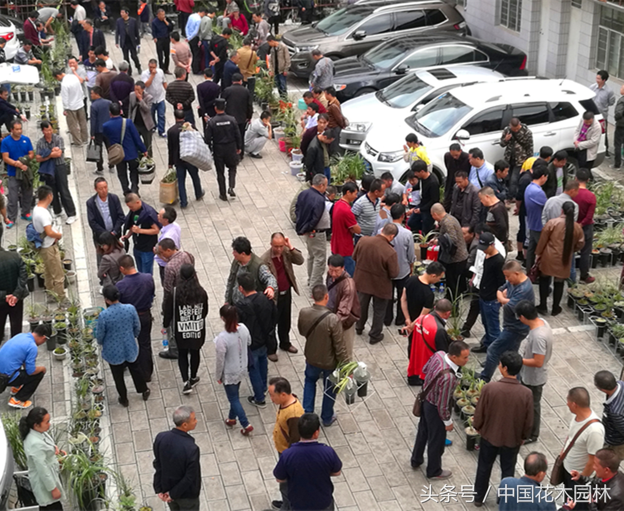 云南省各地兰花展直播,云南兰花网2018兰展情况