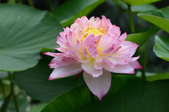 碗莲的正确种植方法和用什么肥,种植碗莲有机肥可以做底肥吗