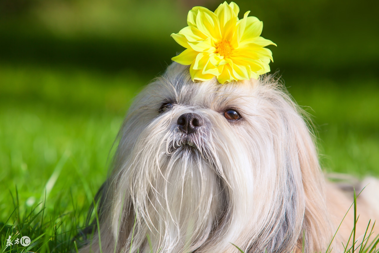 2018狗年命犯太岁的四个生肖,狗年犯太岁冲太岁的生肖