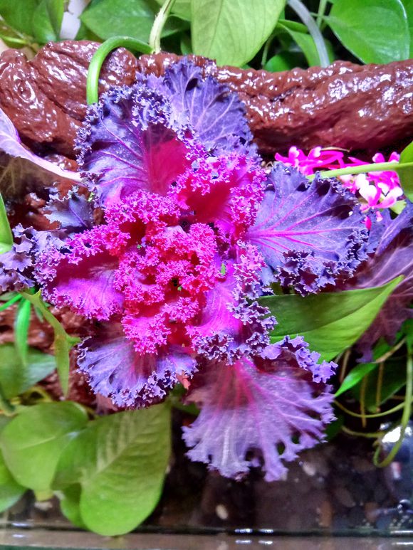 缸小养龟怎么造景,养龟小缸造景图片