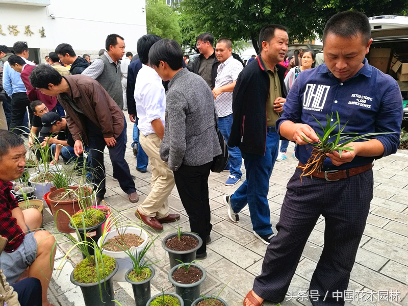 云南省各地兰花展直播,云南兰花网2018兰展情况