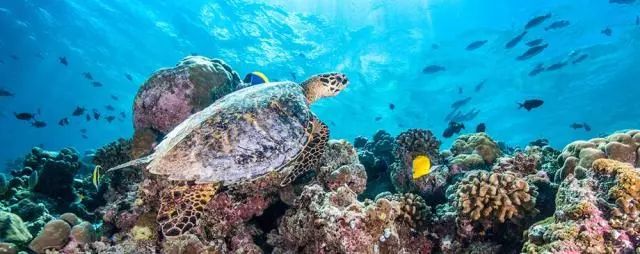 马尔代夫卓美亚德瓦纳芙希岛,马尔代夫卓美亚德瓦纳