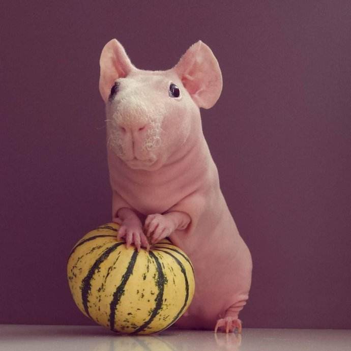 有什么小宠好养,新手适合养什么宠物小宠