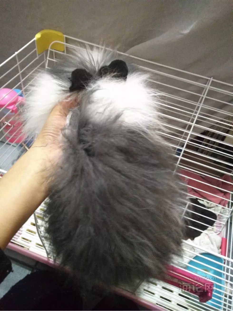 “我在银泰这家店买了只兔子，然后……”楼主哭了，网友却笑疯了，不过背后的这个问题还是要关注