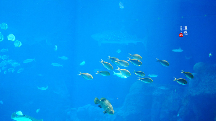 新年广州珠海长隆游记,广州珠海长隆澳门自由行攻略