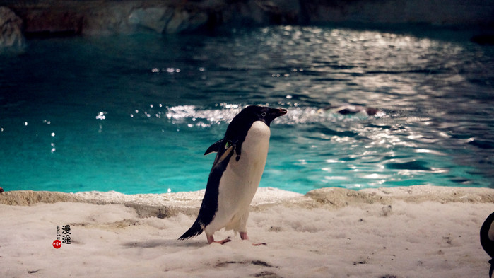 新年广州珠海长隆游记,广州珠海长隆澳门自由行攻略
