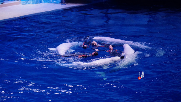 新年广州珠海长隆游记,广州珠海长隆澳门自由行攻略