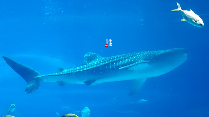 新年广州珠海长隆游记,广州珠海长隆澳门自由行攻略