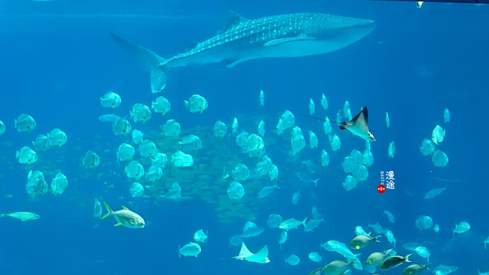 新年广州珠海长隆游记,广州珠海长隆澳门自由行攻略