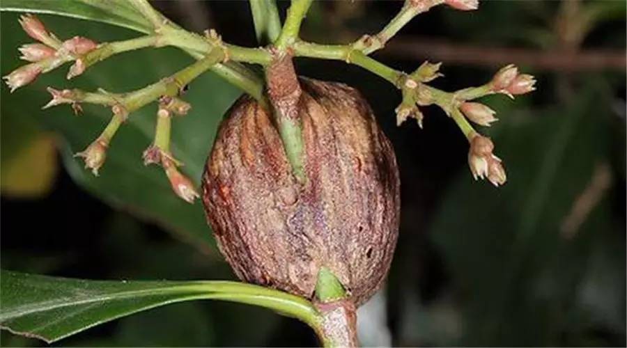 桑螵蛸和哪味中药功效一样,中药桑螵蛸养殖视频教程