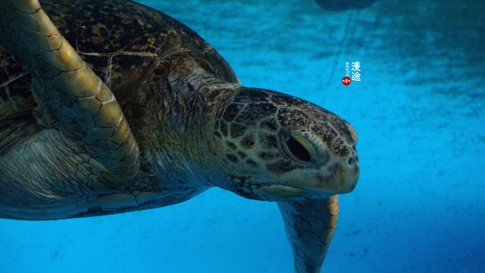 新年广州珠海长隆游记,广州珠海长隆澳门自由行攻略