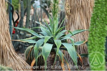 周末看花一日游,周末去哪玩一花一草一世界