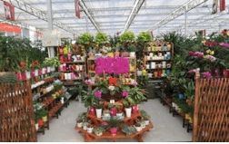 周末看花一日游,周末去哪玩一花一草一世界