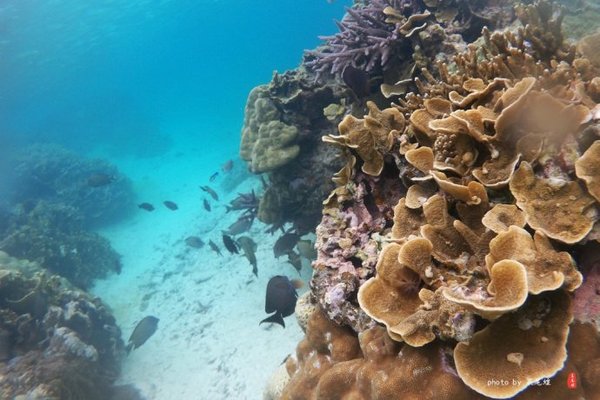 珊瑚海日本,陪你去看海底世界