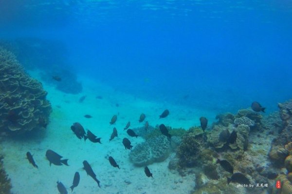 珊瑚海日本,陪你去看海底世界