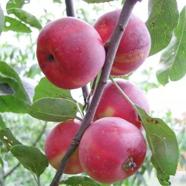 水果蘸着盐巴、辣椒吃，泡酒喝，云南人吃水果的姿势太丰富多彩了