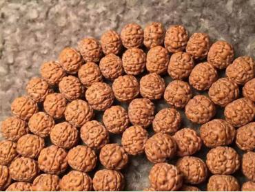 六瓣金刚菩提与七瓣金刚菩提,金刚菩提六瓣20mm的多少钱