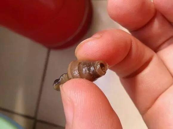 随手捉一只小蜗牛，你认识吗？在小区给孩子上一节博物课吧！