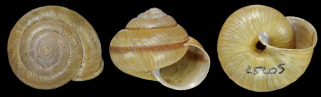 随手捉一只小蜗牛，你认识吗？在小区给孩子上一节博物课吧！