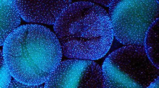 春雨国际医疗|冷冻卵子