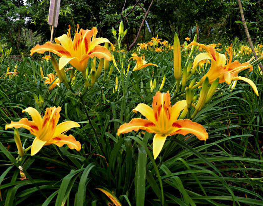 母亲节送几朵康乃馨花含义最好,母亲节送康乃馨配什么花最适合