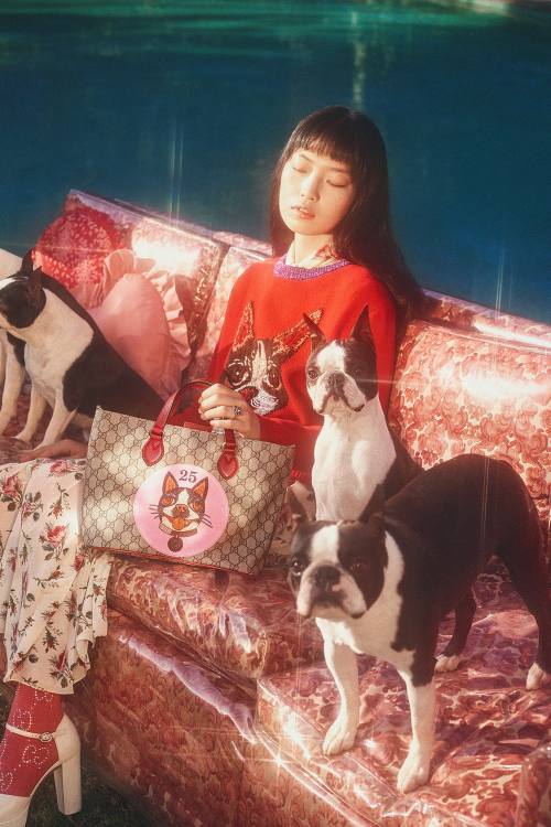 gucci狗狗系列,gucci最新款大狗