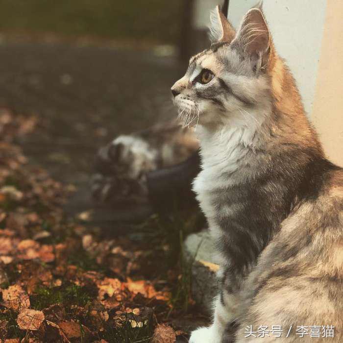 猫的外表特征,公的缅因猫有多帅