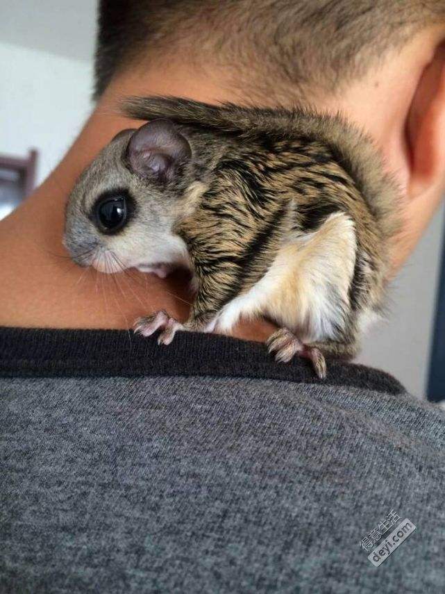 有什么小宠好养,新手适合养什么宠物小宠