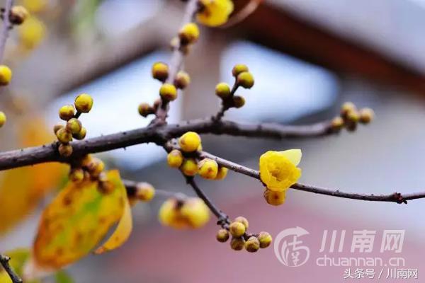 泸州看腊梅,又是一年赏梅季泸州梅花哪里赏