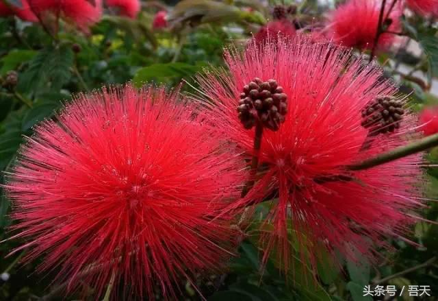 常见花卉盆栽图片大全及花名,常见园林花卉图片及名称简介