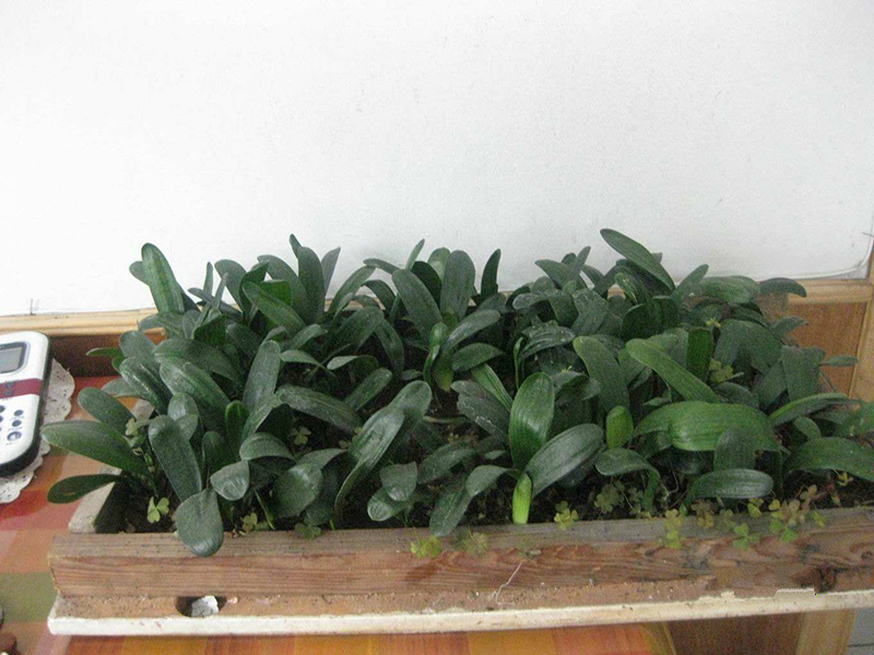 君子兰的叶片长得怎么样是正常,君子兰什么样的叶子开花好看