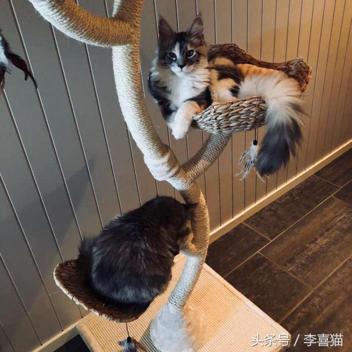 猫的外表特征,公的缅因猫有多帅