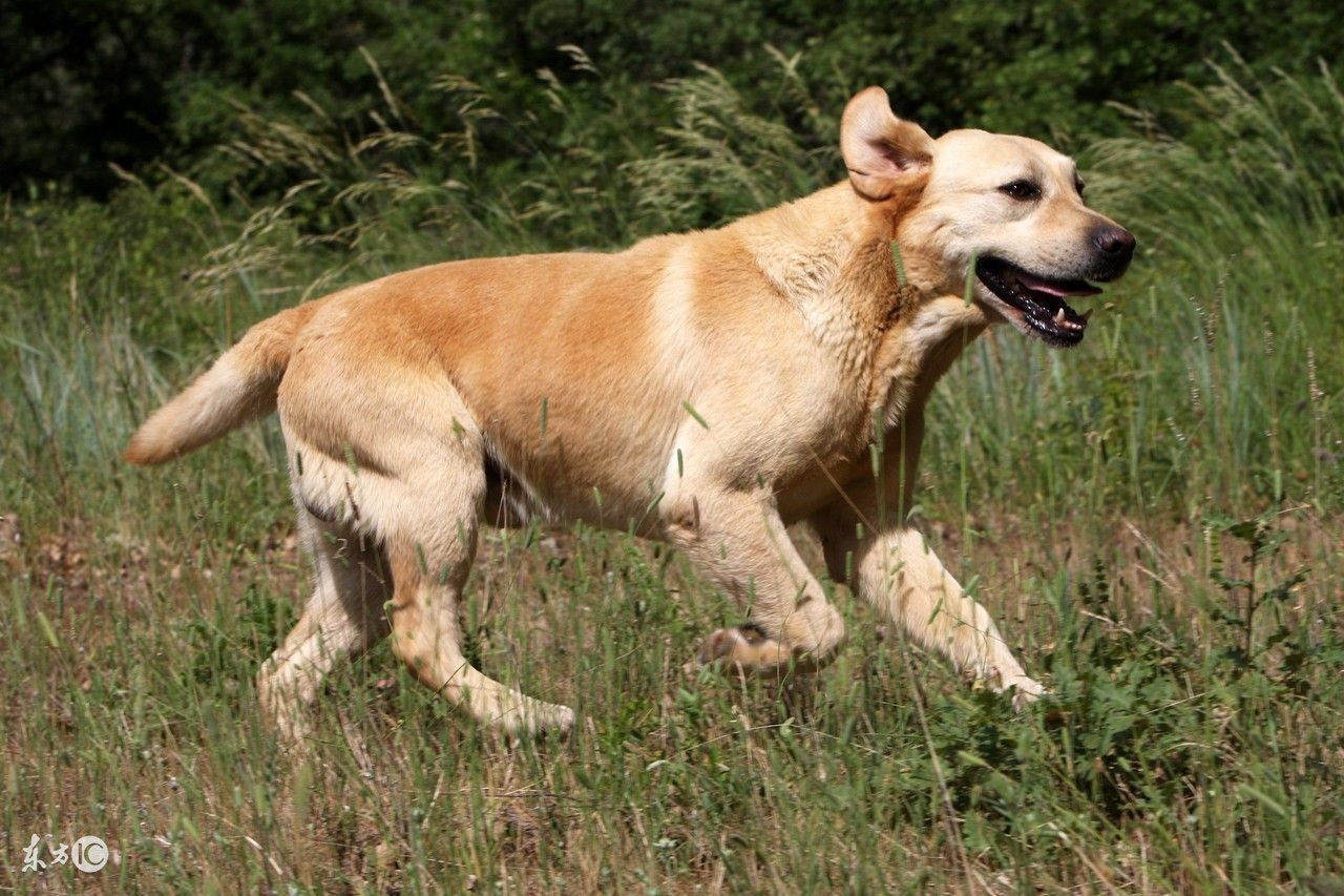 怎样挑选拉布拉多犬，拉拉的详细介绍