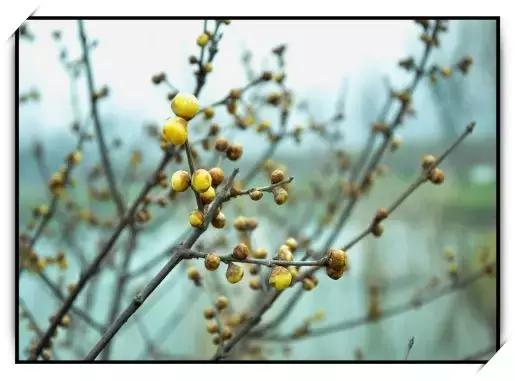 第十届鄢陵腊梅节,第七届中国鄢陵腊梅梅花文化节